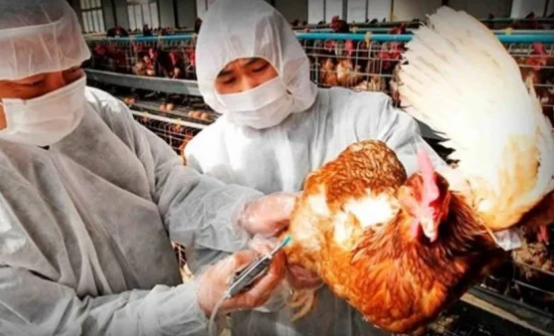 Perú declaró la emergencia sanitaria a nivel nacional por 90 días tras confirmarse casos de influenza aviar H5N1 en aves de corral